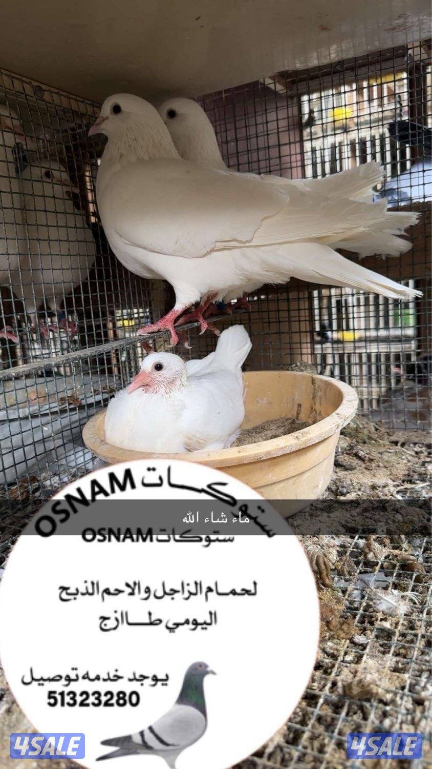 فروخ زاجل للبيع نادي الفروسيه الجهراء الذبح على الطلب يوجد توصيل0