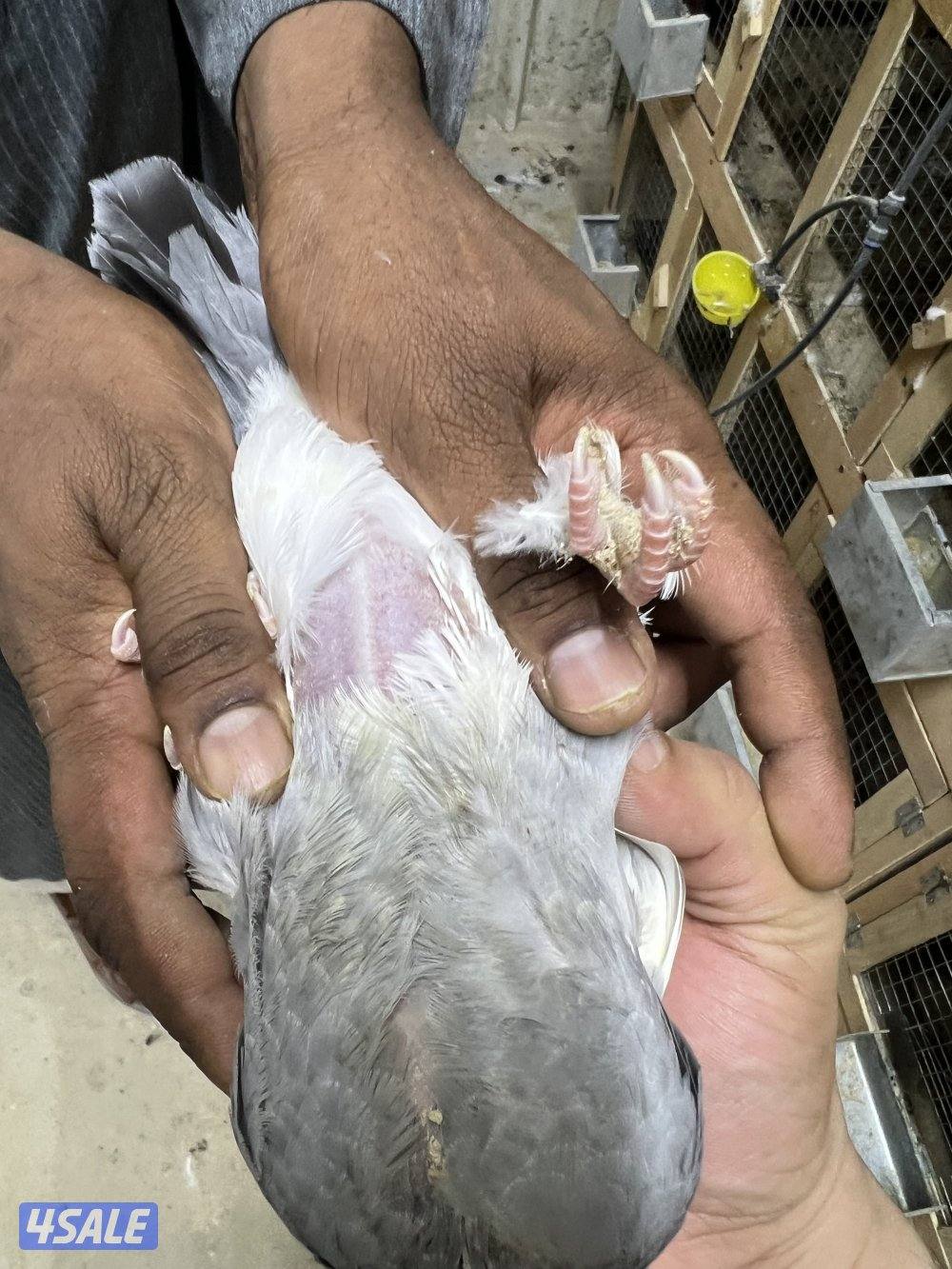 البيع فروخ زاجل مع الذبح والتنظيف السعر ١.٢٥٠3