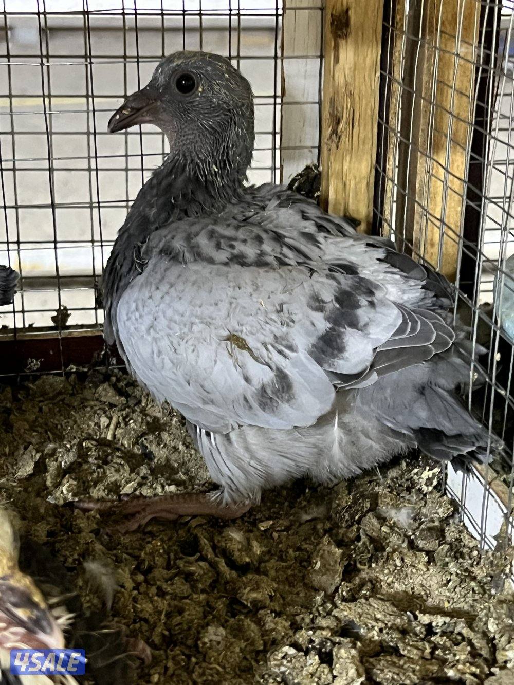 البيع فروخ زاجل مع الذبح والتنظيف السعر ١.٢٥٠4