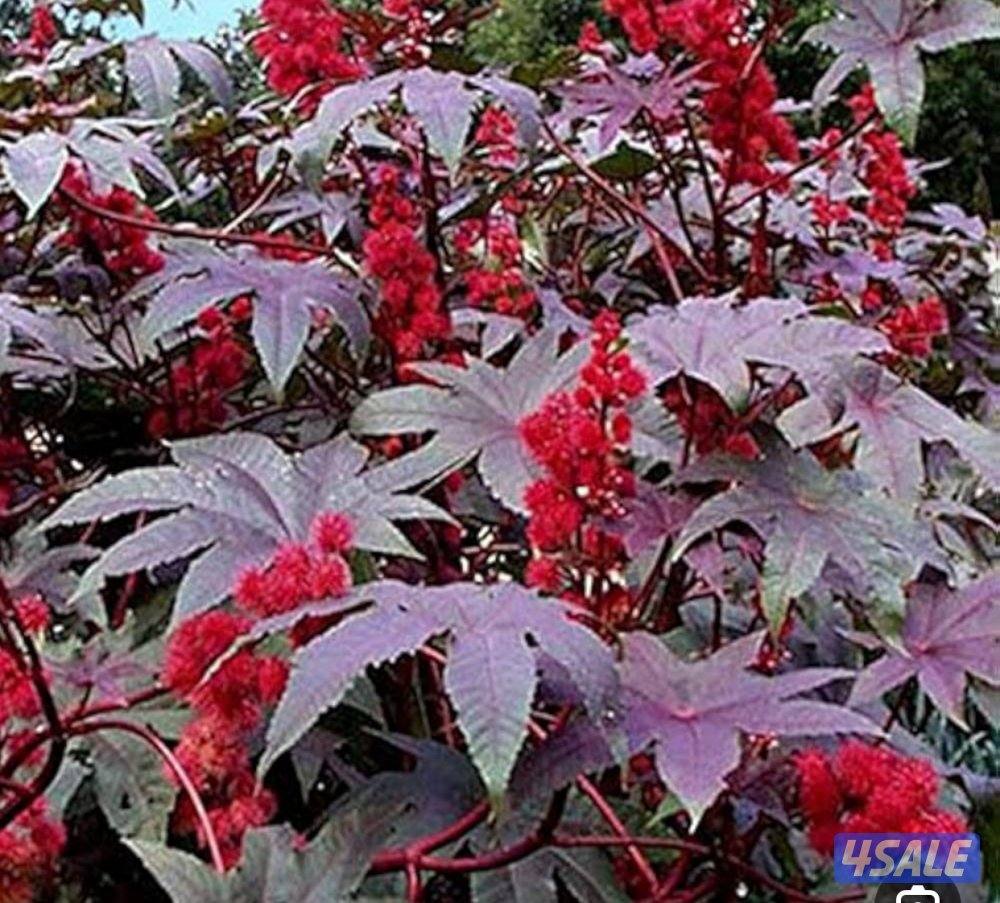 تنسيق وصيانة الحدائق باحترافية وخبرة جميع مناطق الكويت0