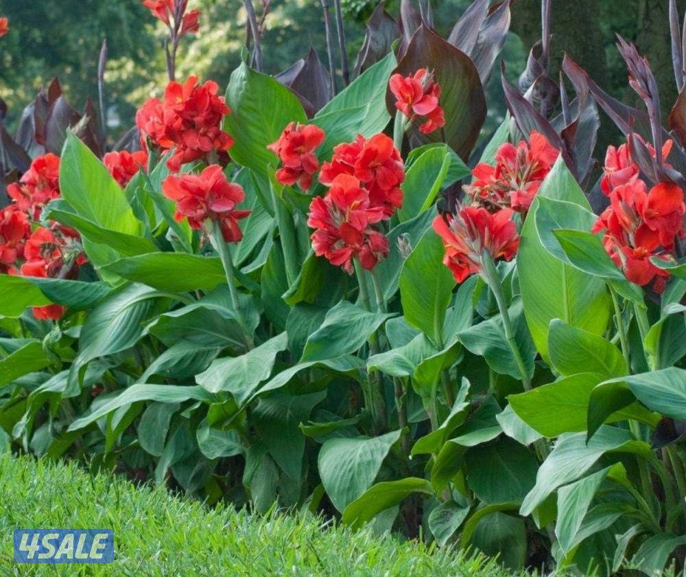 تنسيق وصيانة الحدائق باحترافية وخبرة جميع مناطق الكويت2