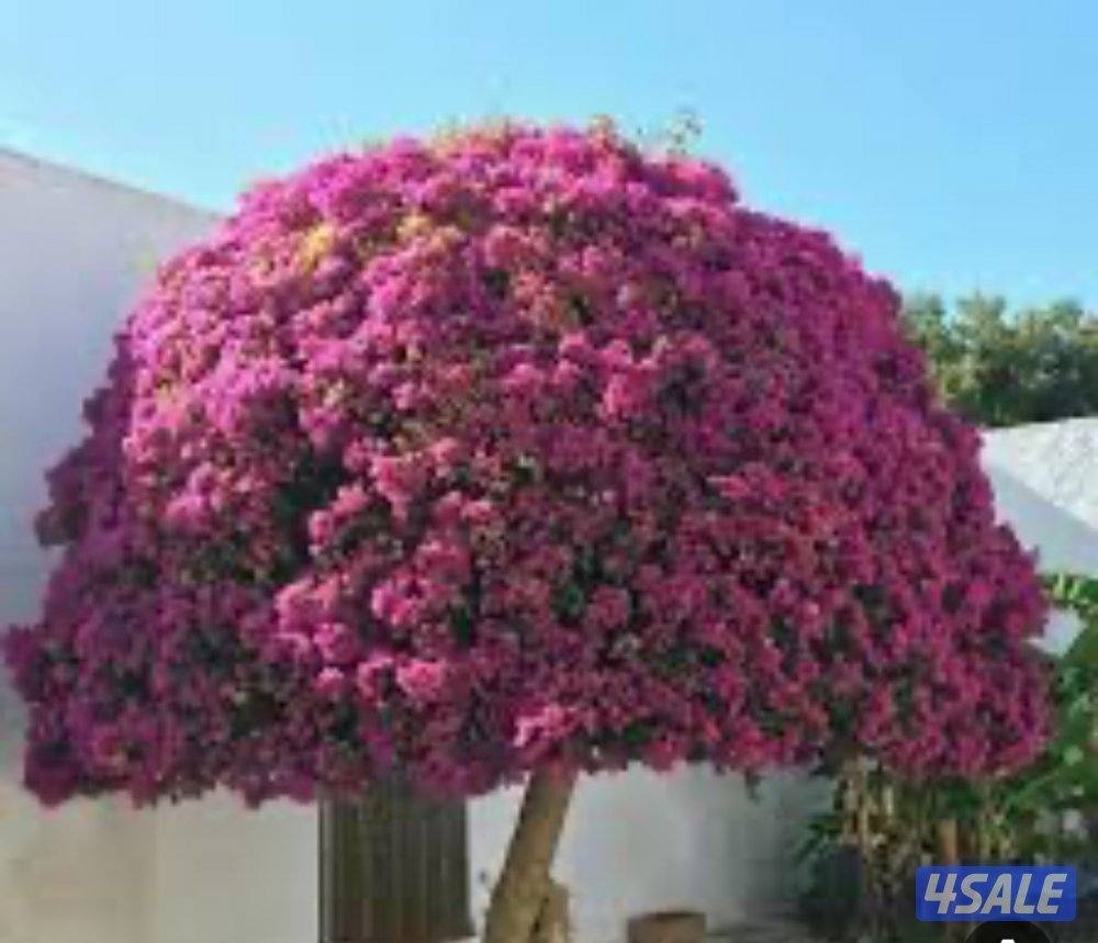 تنسيق وصيانة الحدائق باحترافية وخبرة جميع مناطق الكويت3