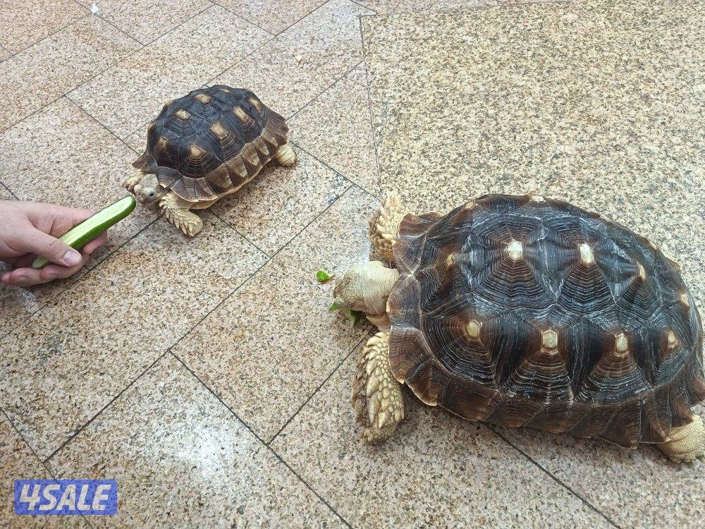للبيع سلاحف سولكاتا النادرة والعملاقة0