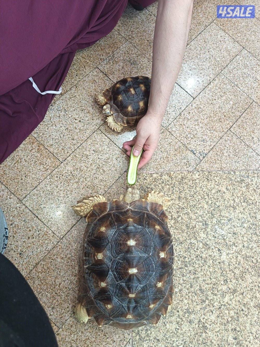 للبيع سلاحف سولكاتا النادرة والعملاقة1