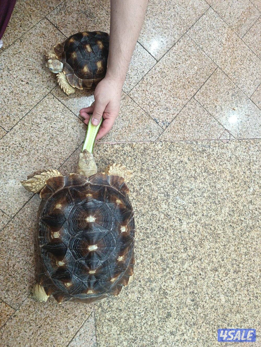 للبيع سلاحف سولكاتا النادرة والعملاقة2