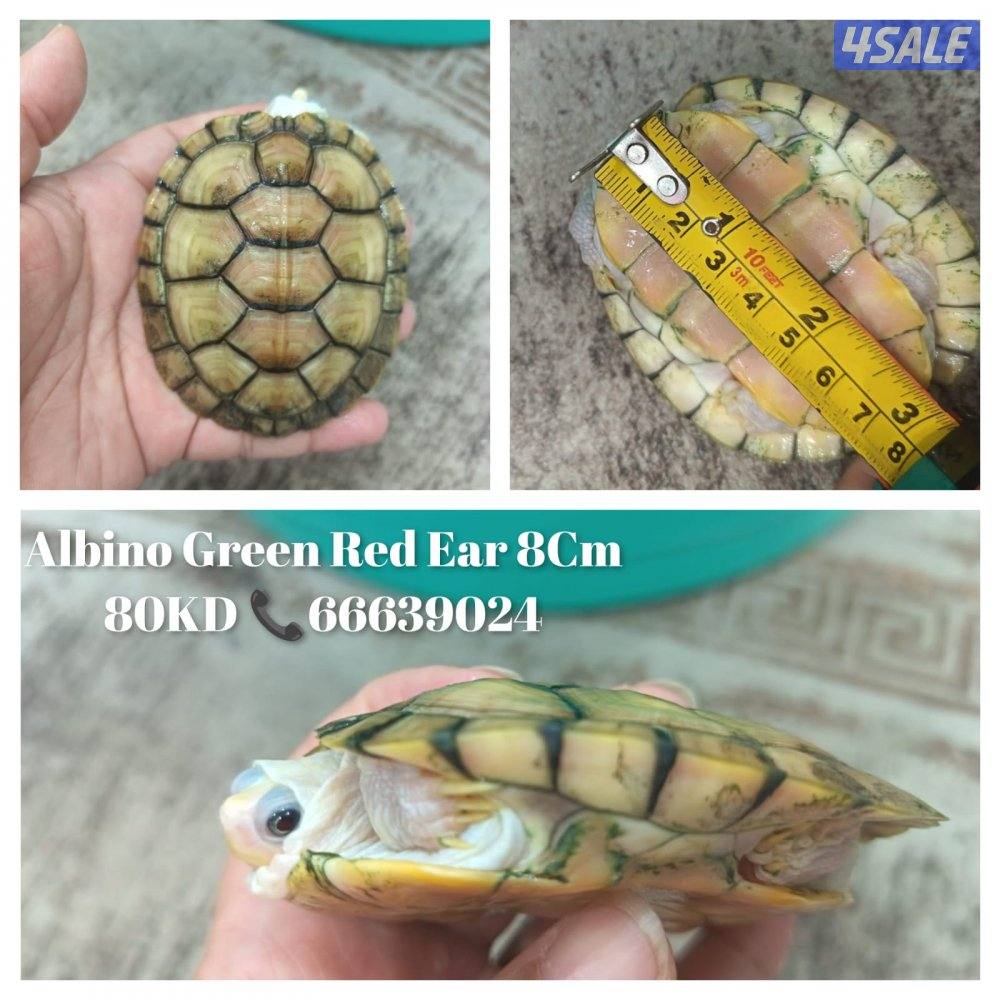 سلاحف نوادر ألبينو0