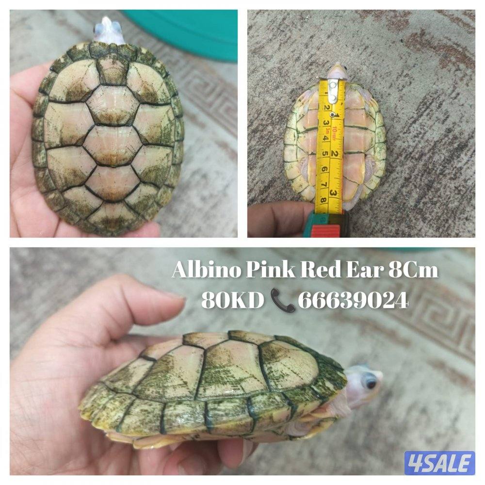 سلاحف نوادر ألبينو2
