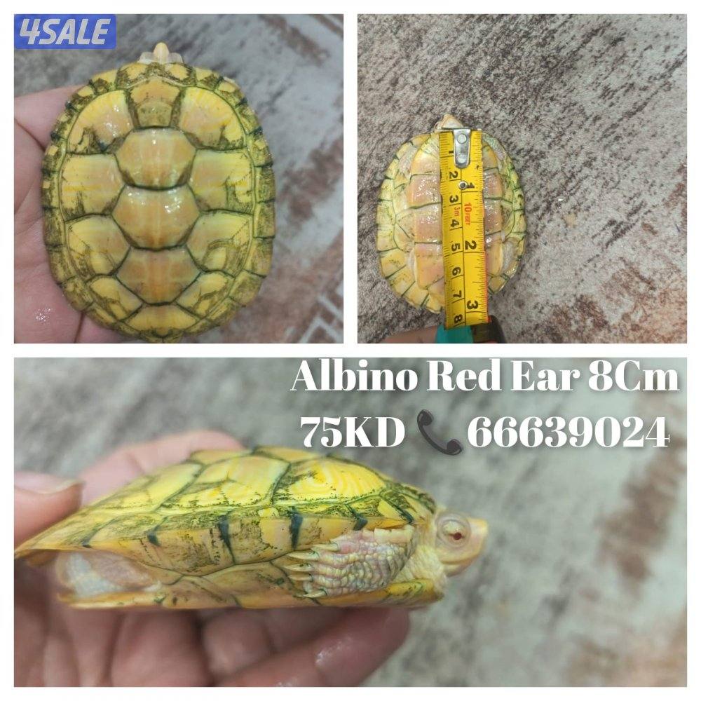 سلاحف نوادر ألبينو1