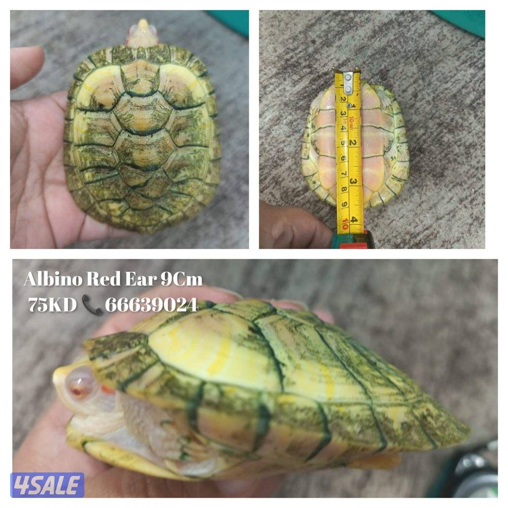 سلاحف نوادر ألبينو3
