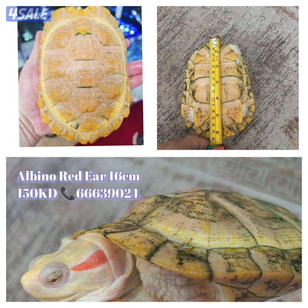 سلاحف نوادر ألبينو4