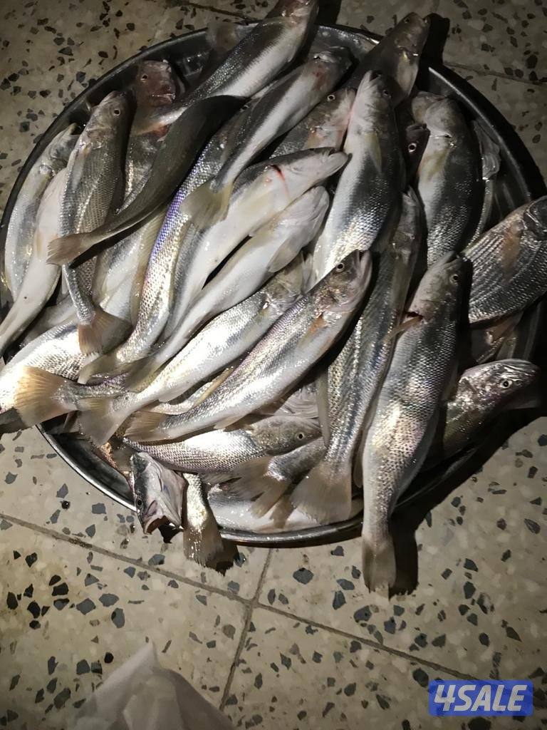 رحلات بحريه حداق والجزر مع نوخذه كويتي2