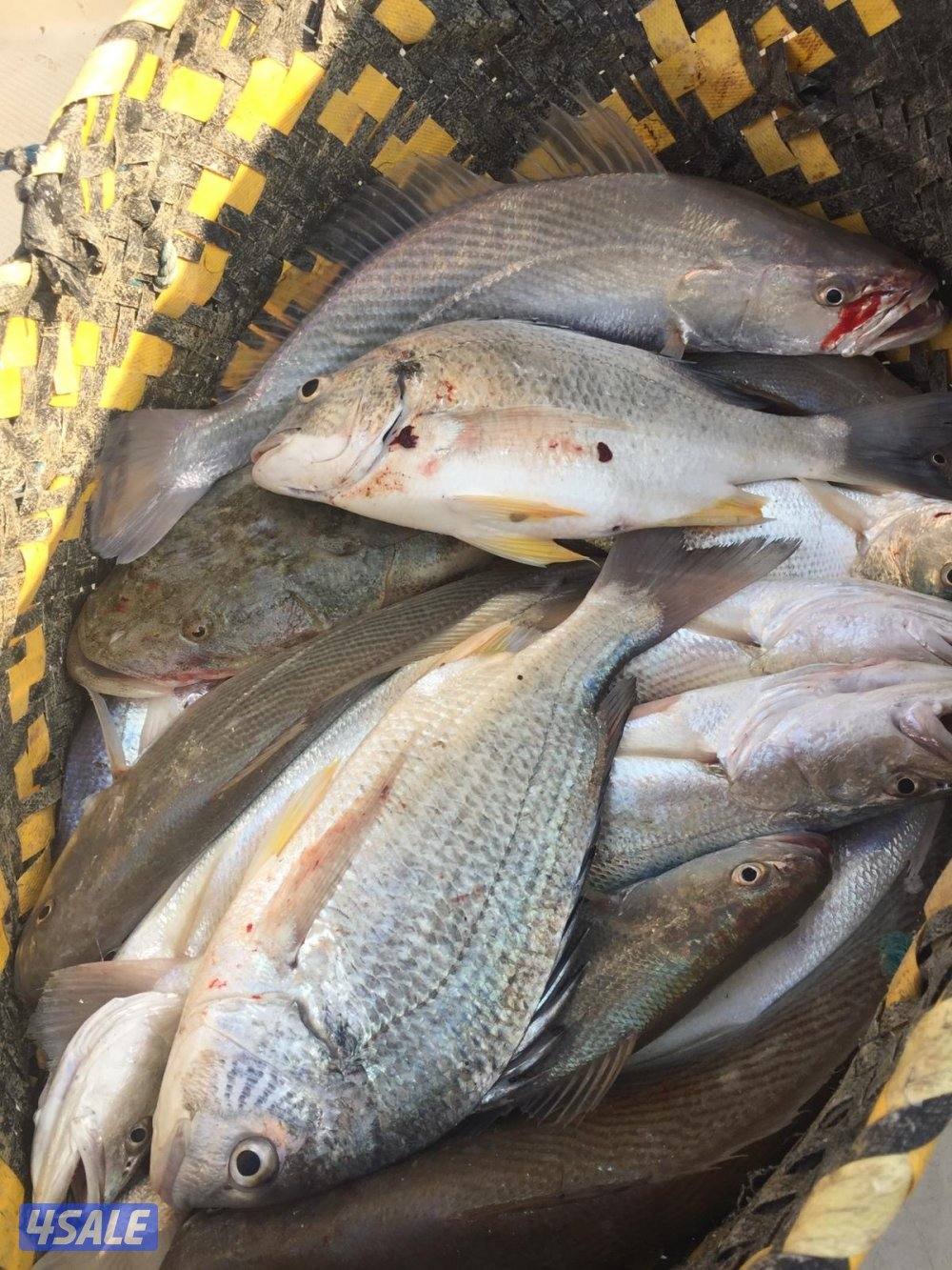 رحلات بحريه حداق والجزر مع نوخذه كويتي4