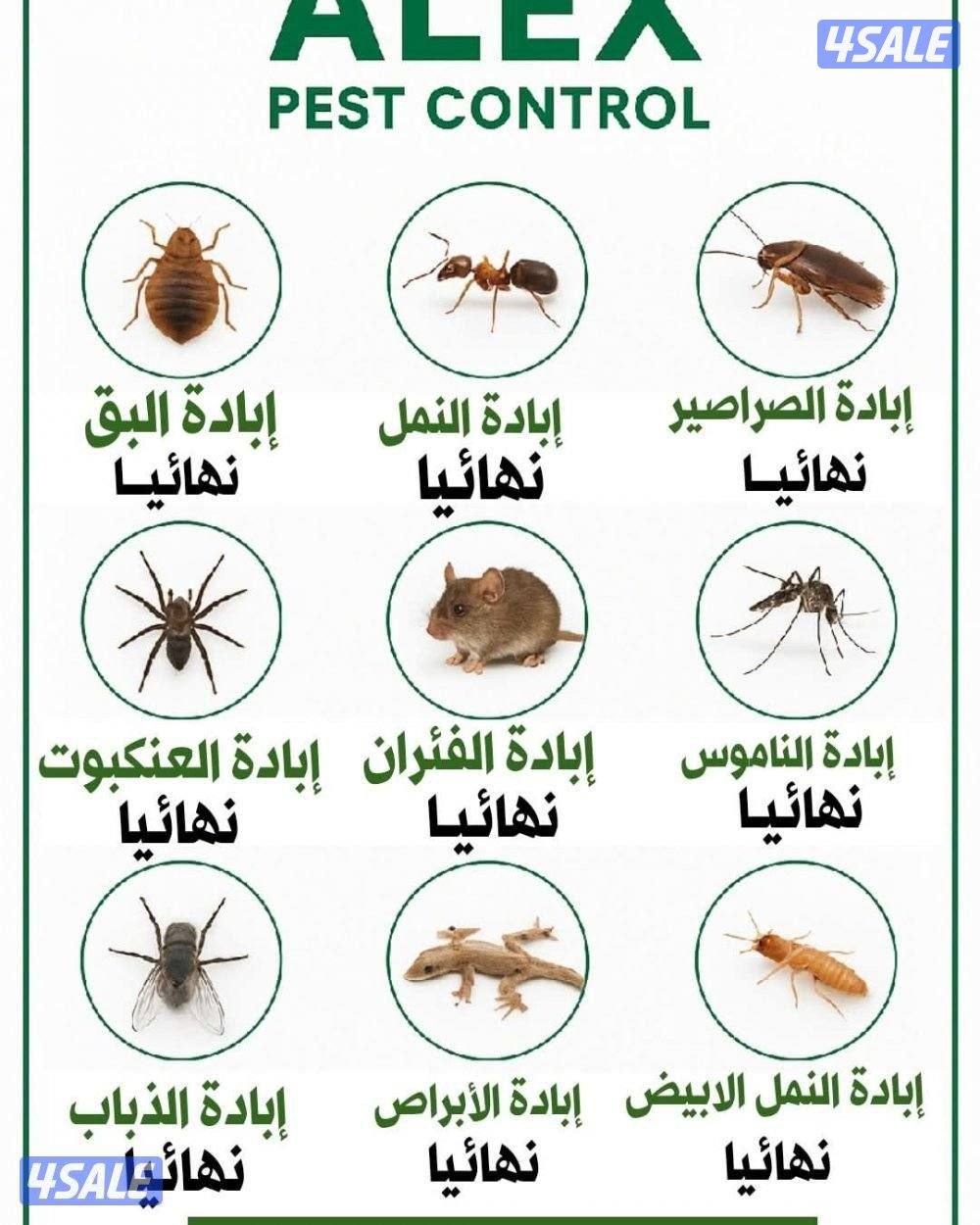 مكافحة حشرات وقوارض جميع مناطق الكويت. كفاله سنتين3