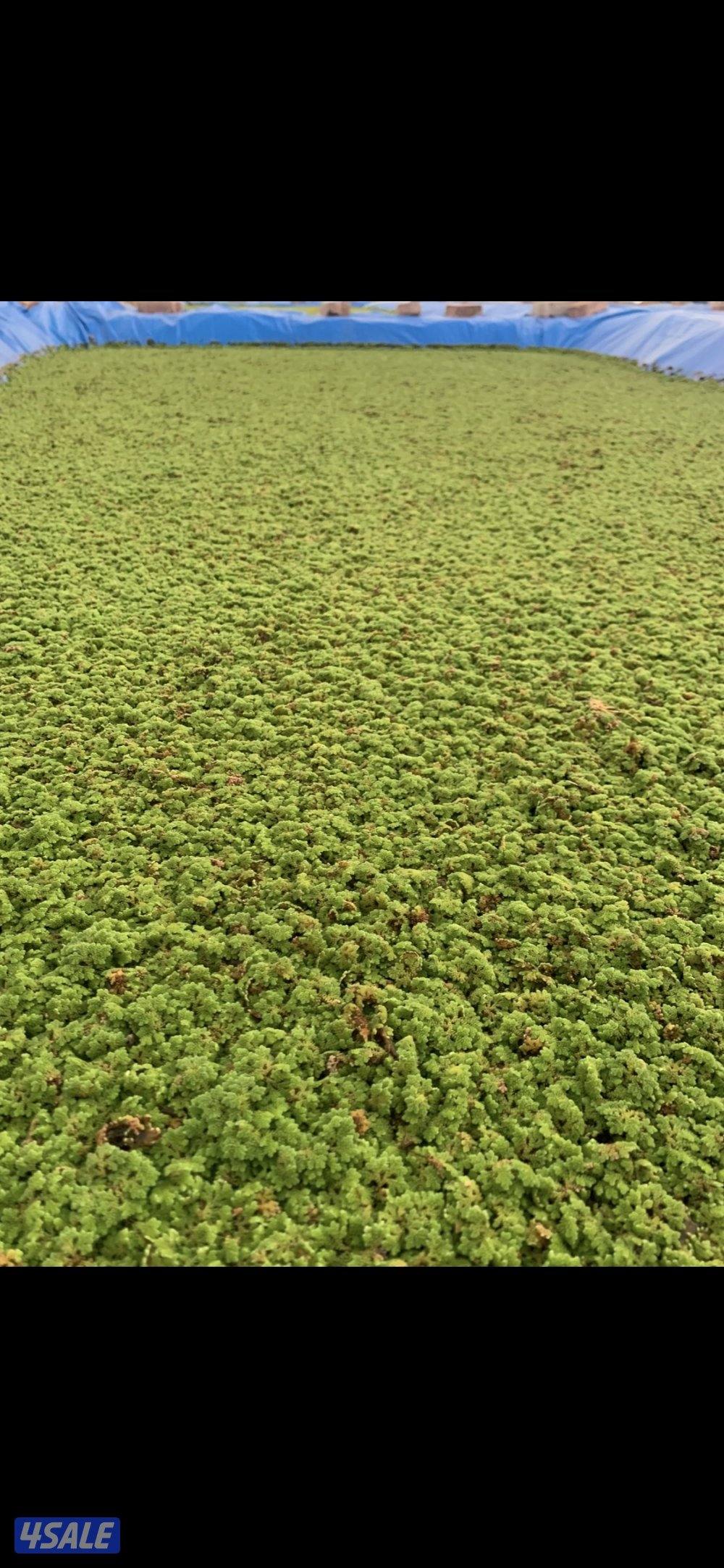 اعلاف الأزولا0