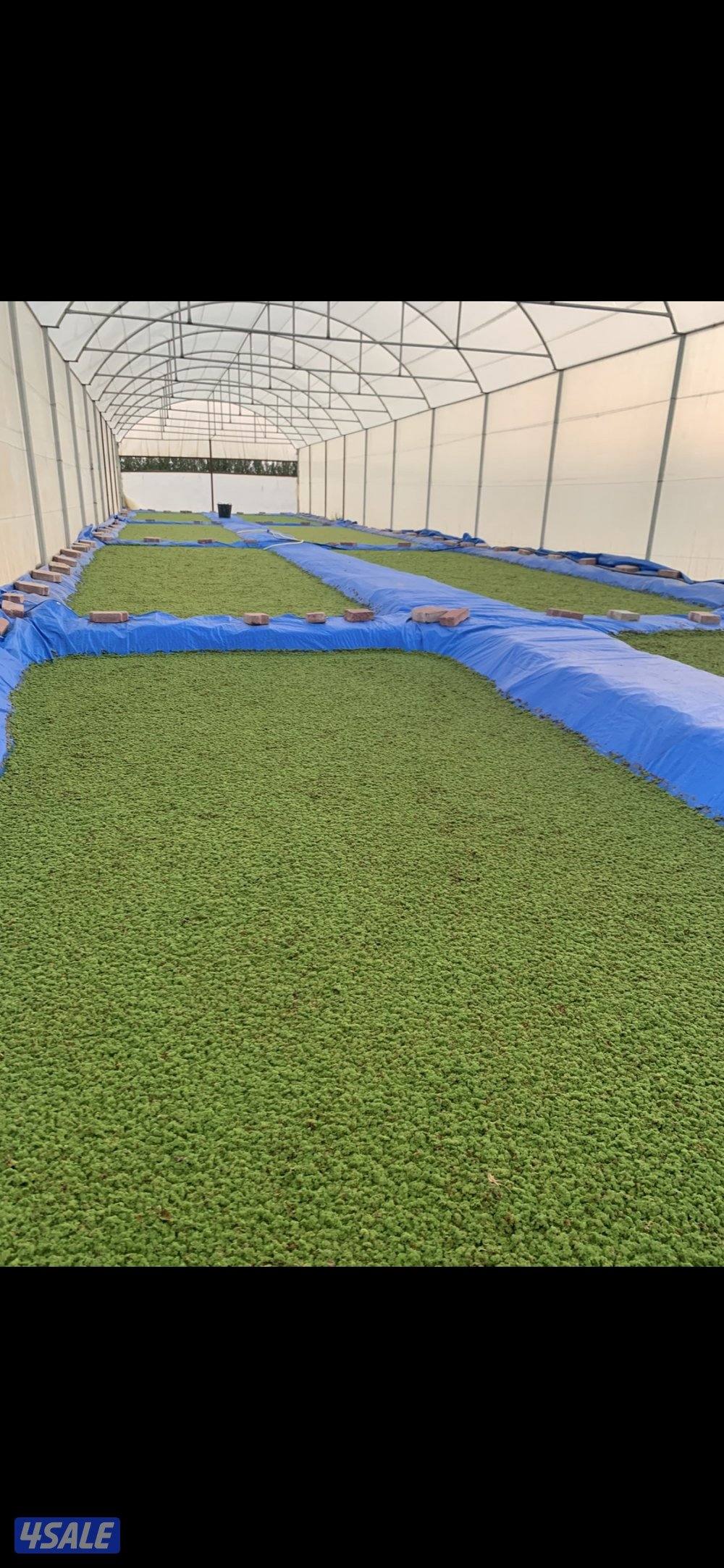 اعلاف الأزولا1