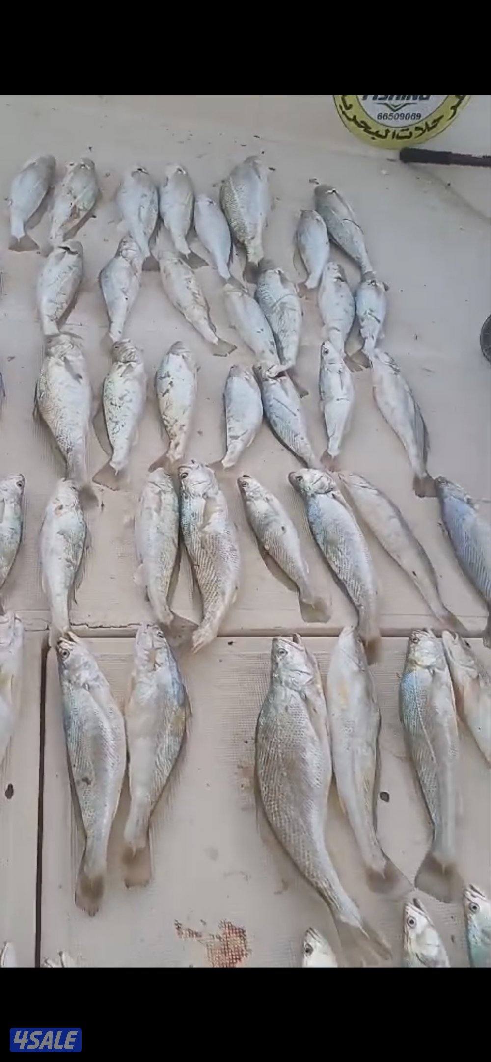 سي ستار للرحلات البحرية4