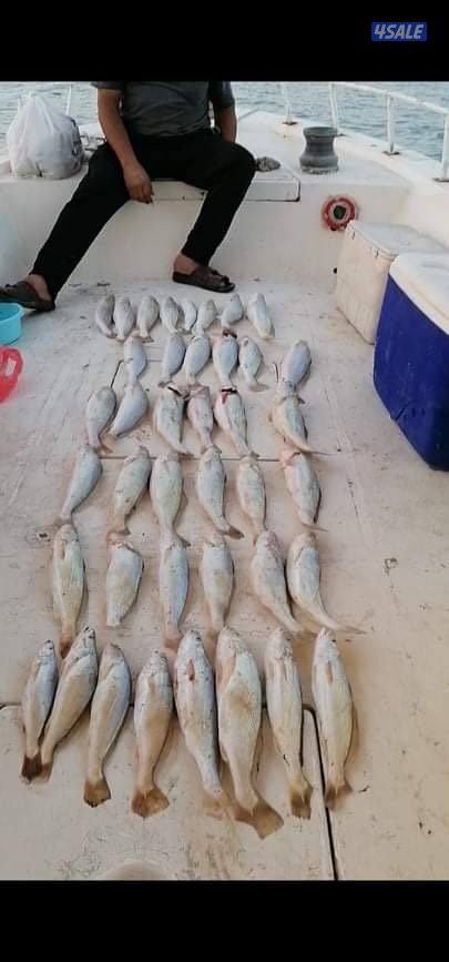 سي ستار للرحلات البحرية6