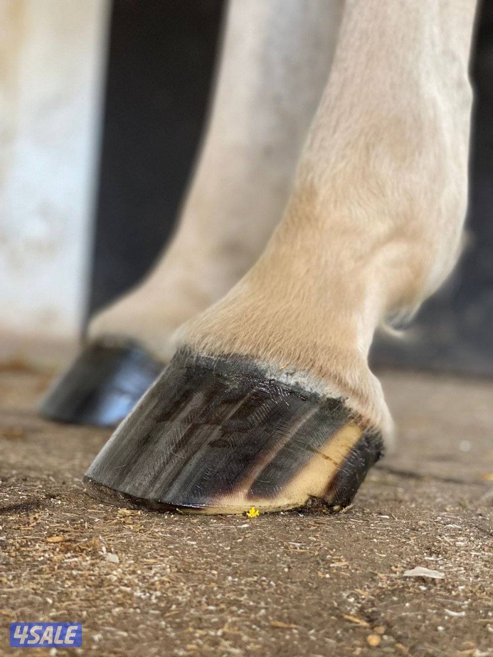 محذي مغربي1