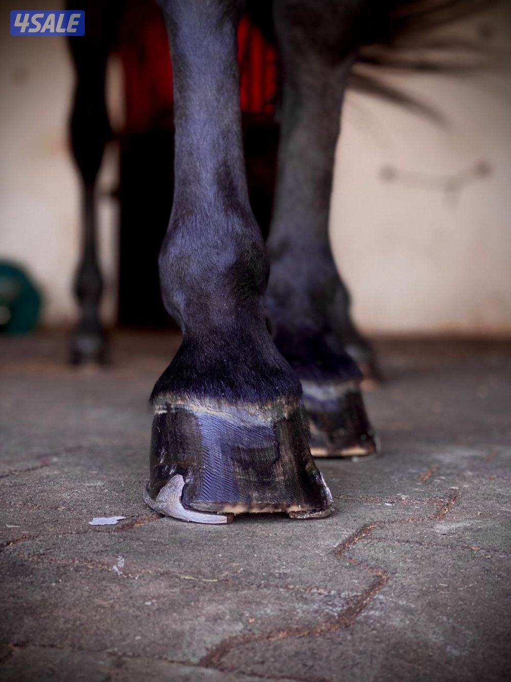 محذي مغربي2