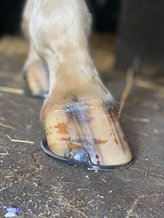 محذي مغربي3