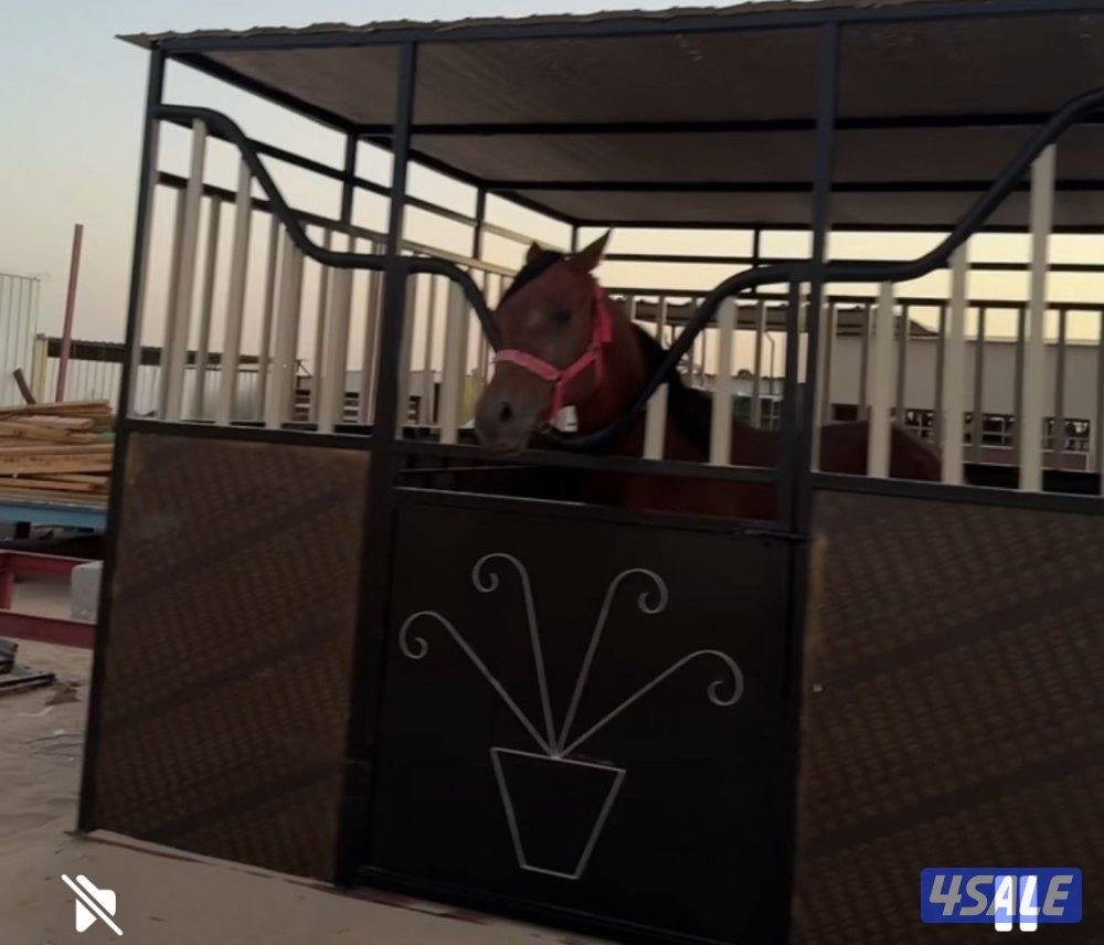 بمجرة فاخرة  خيل على شاصي الطول 6 والعرض 4 مقيمه 2 كل بمجرة 3/44