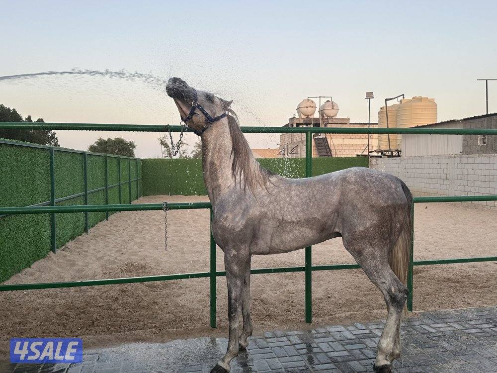 حصان عربي بأوراق0