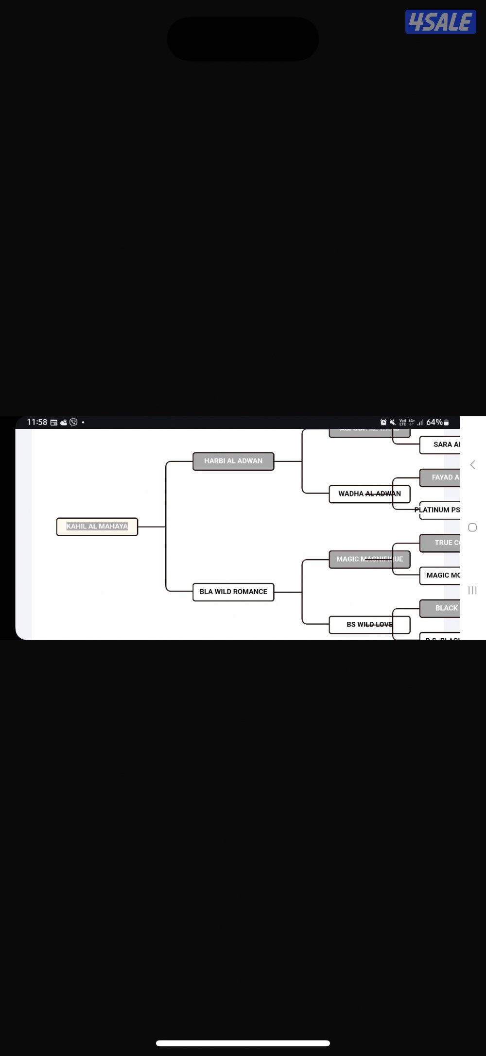 حصان عربي بأوراق2