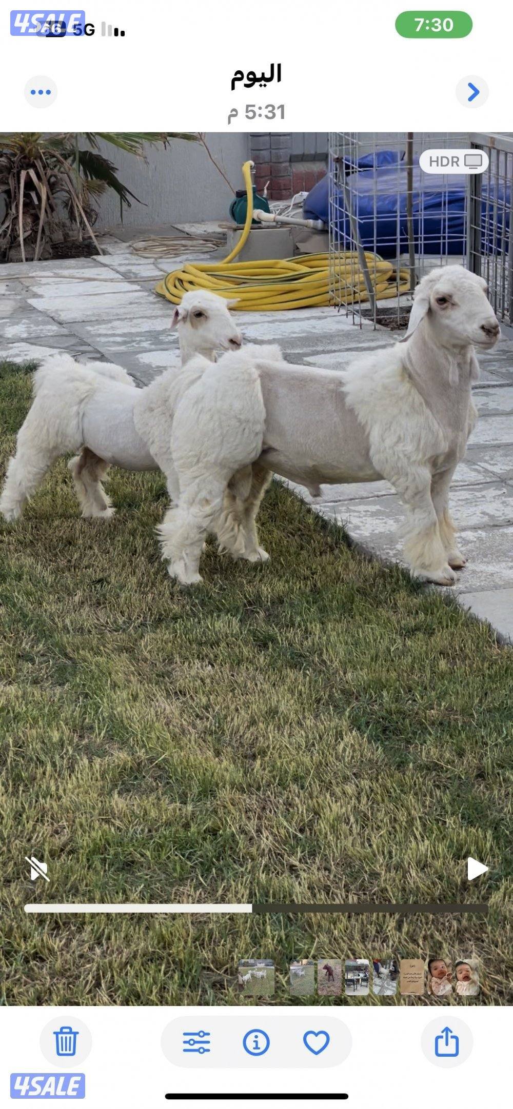 للبيع البنور الهندي القزم1