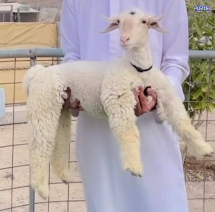 للبيع البنور الهندي القزم0