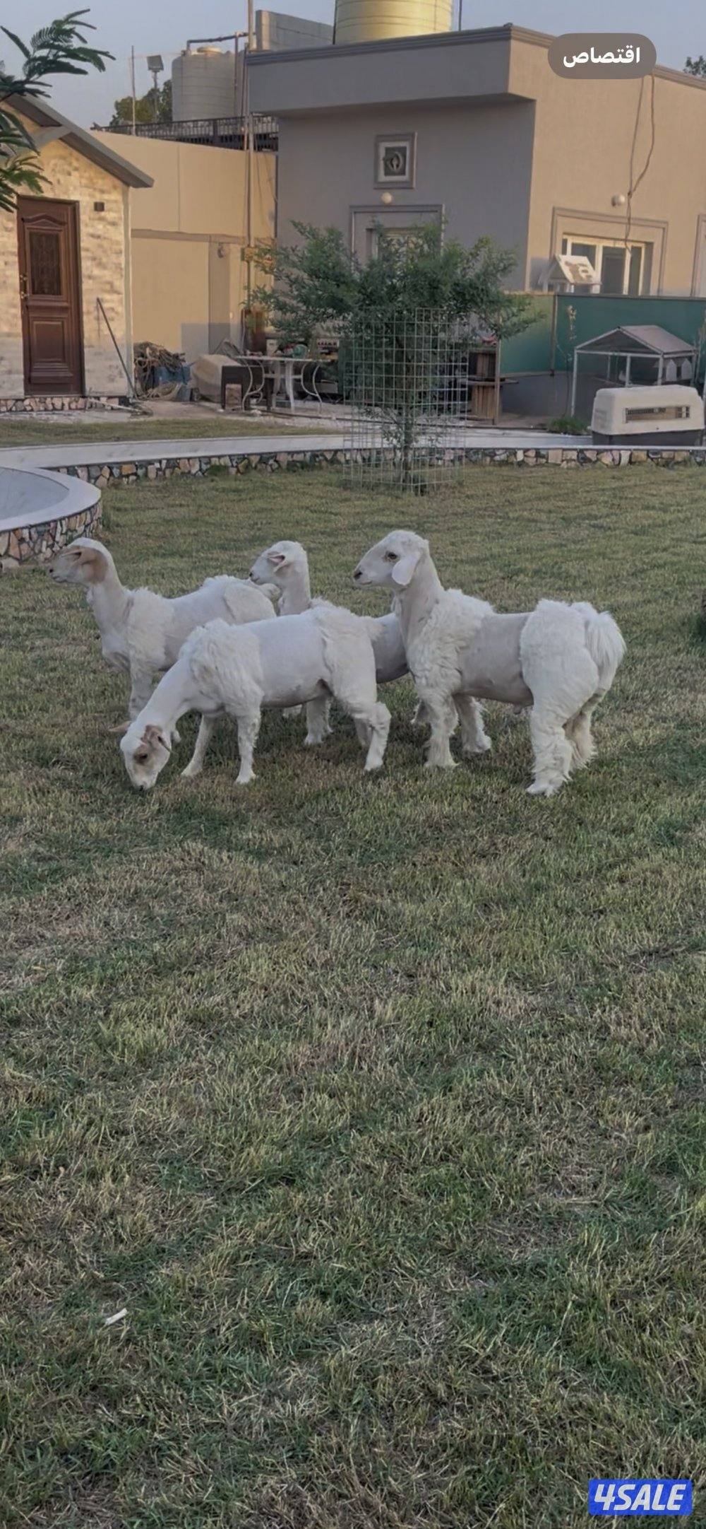 للبيع البنور الهندي القزم2