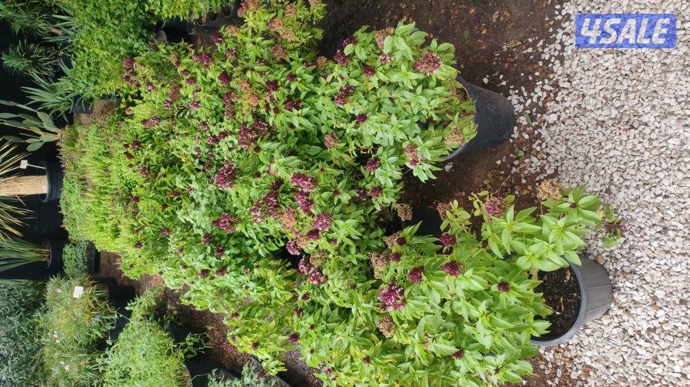 مبيعات تيل طبيعي وصناعي والسياج التركي بتركيبه بأسعار مغريه11