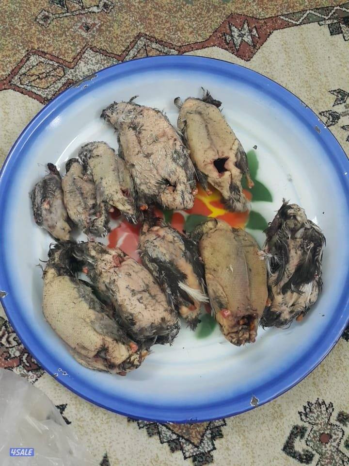 کشاف قوی جدا1