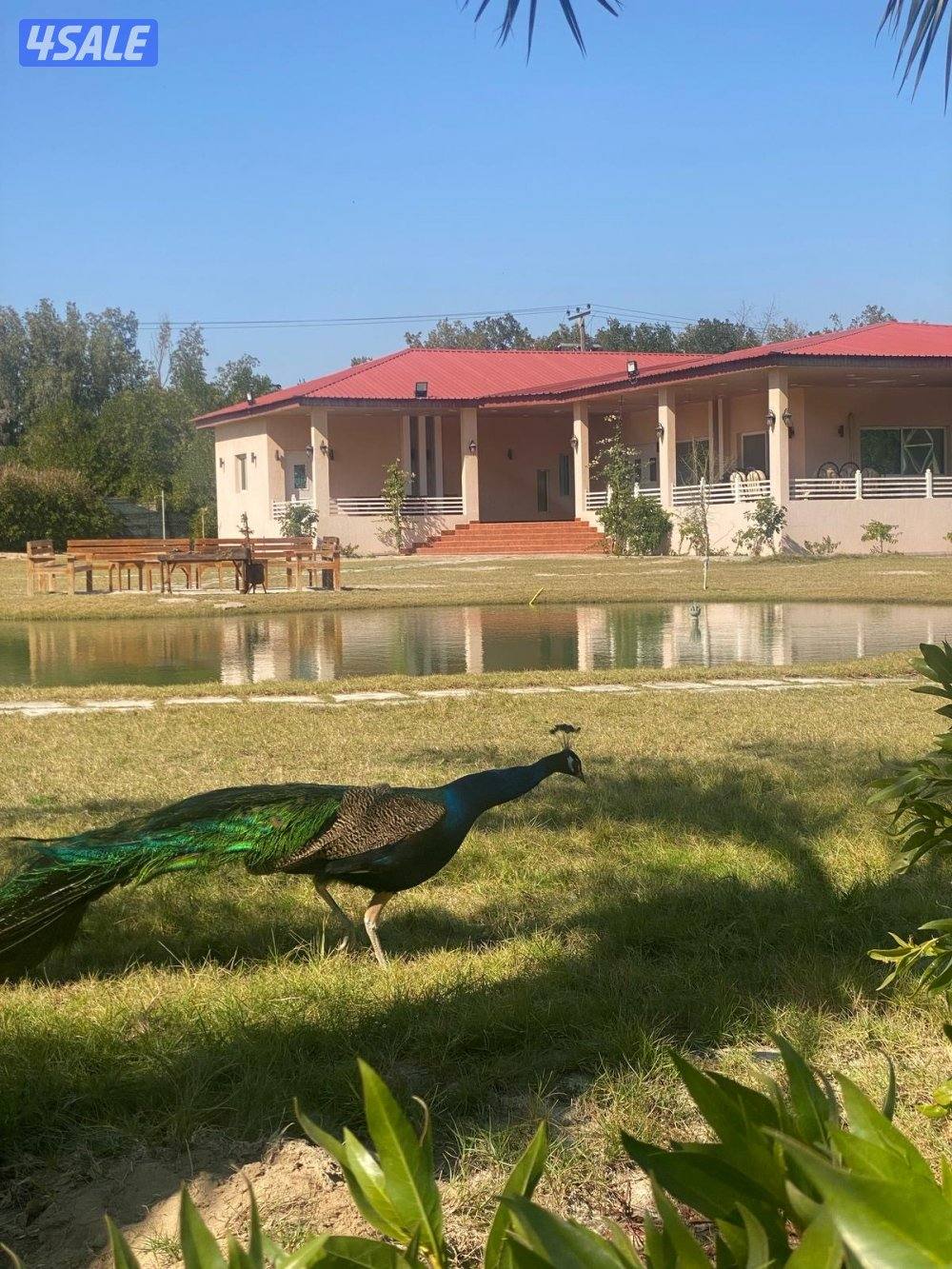 💐مزرعة فاخرة للايجار 💐8