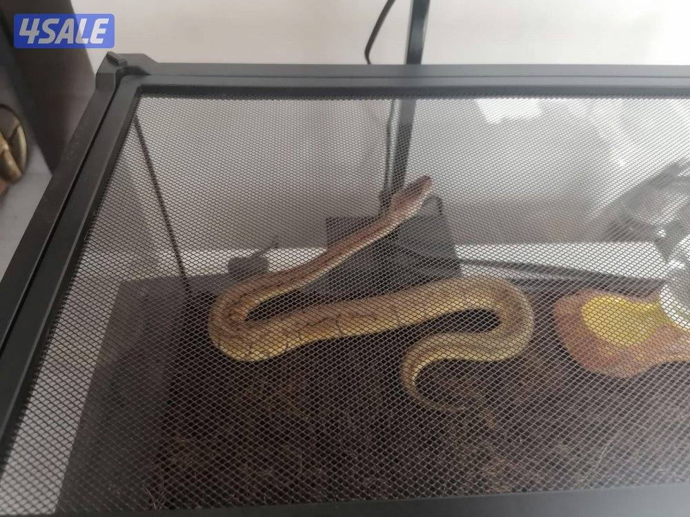 للبيع حية بول بايثون سبايدر مع كامل الاغراض0