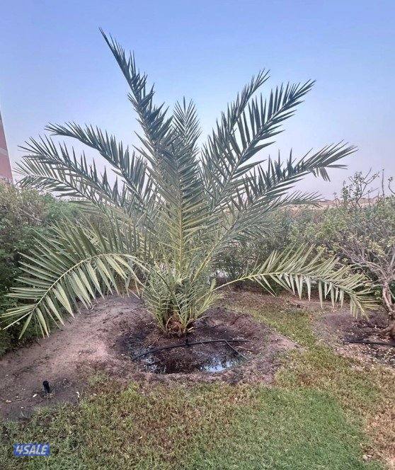 للبيع نخيل برحي وخلاص1