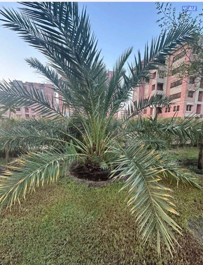 للبيع نخيل برحي وخلاص2