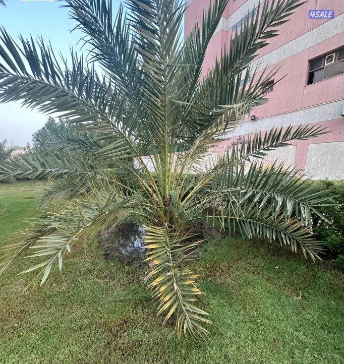 للبيع نخيل برحي وخلاص3