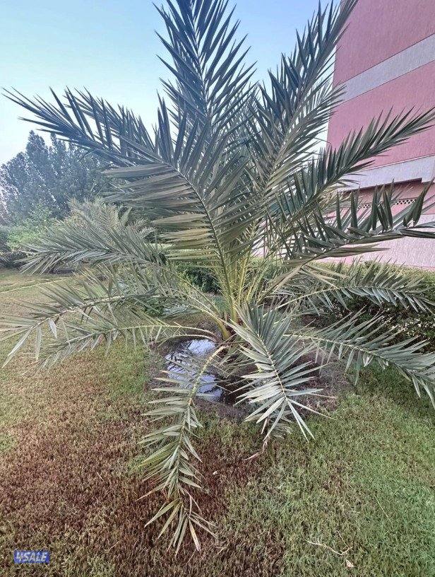 للبيع نخيل برحي وخلاص5