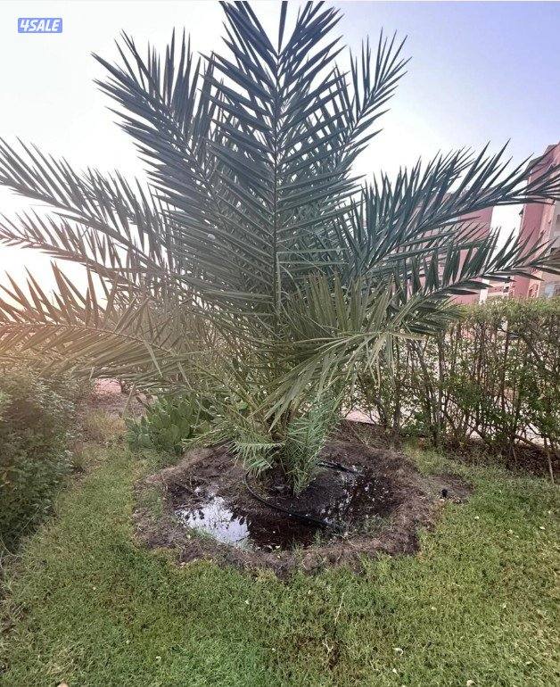 للبيع نخيل برحي وخلاص4