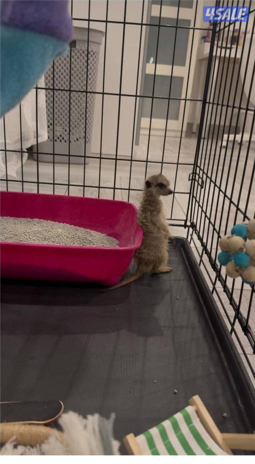 ميركات ( تيمون)  / العمر 5 شهور0