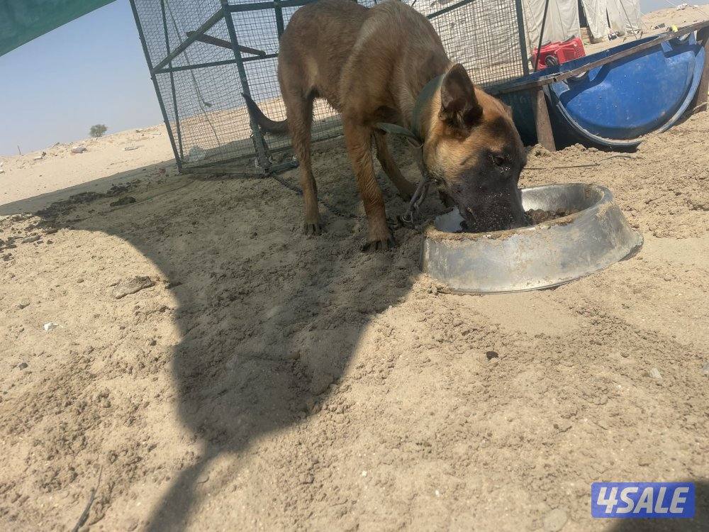 مالينو 8 شهور1