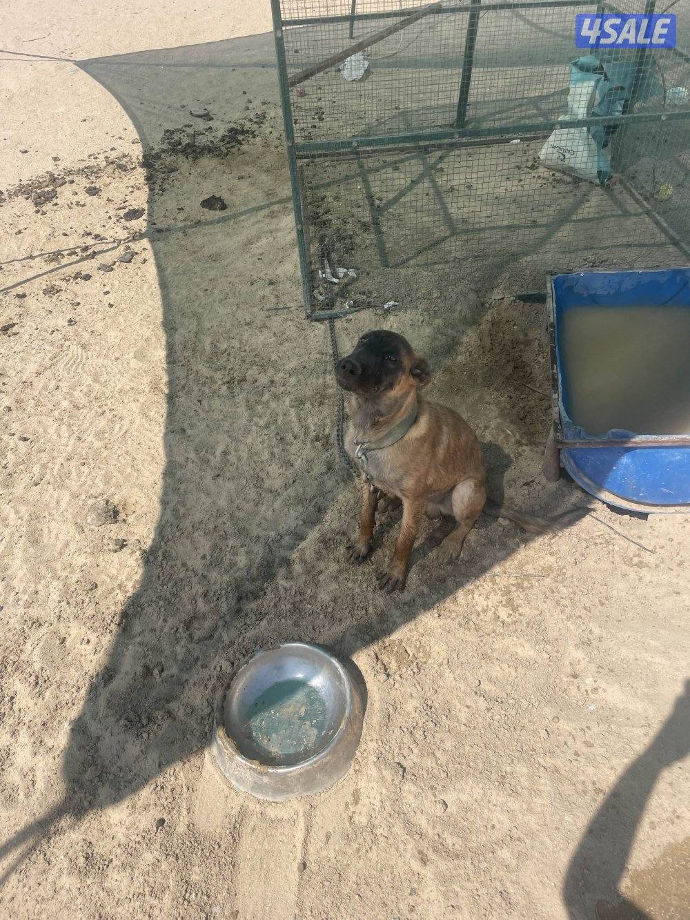 مالينو 8 شهور2