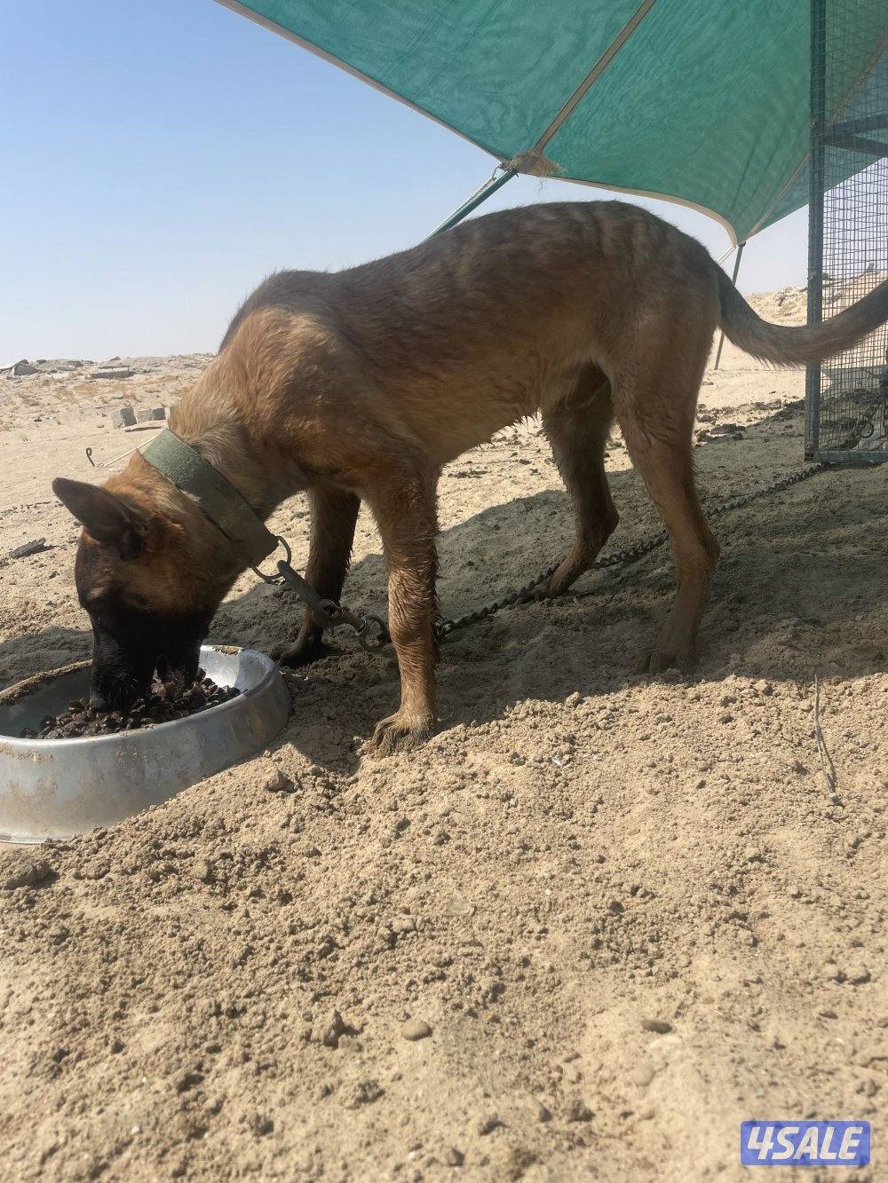 مالينو 8 شهور3