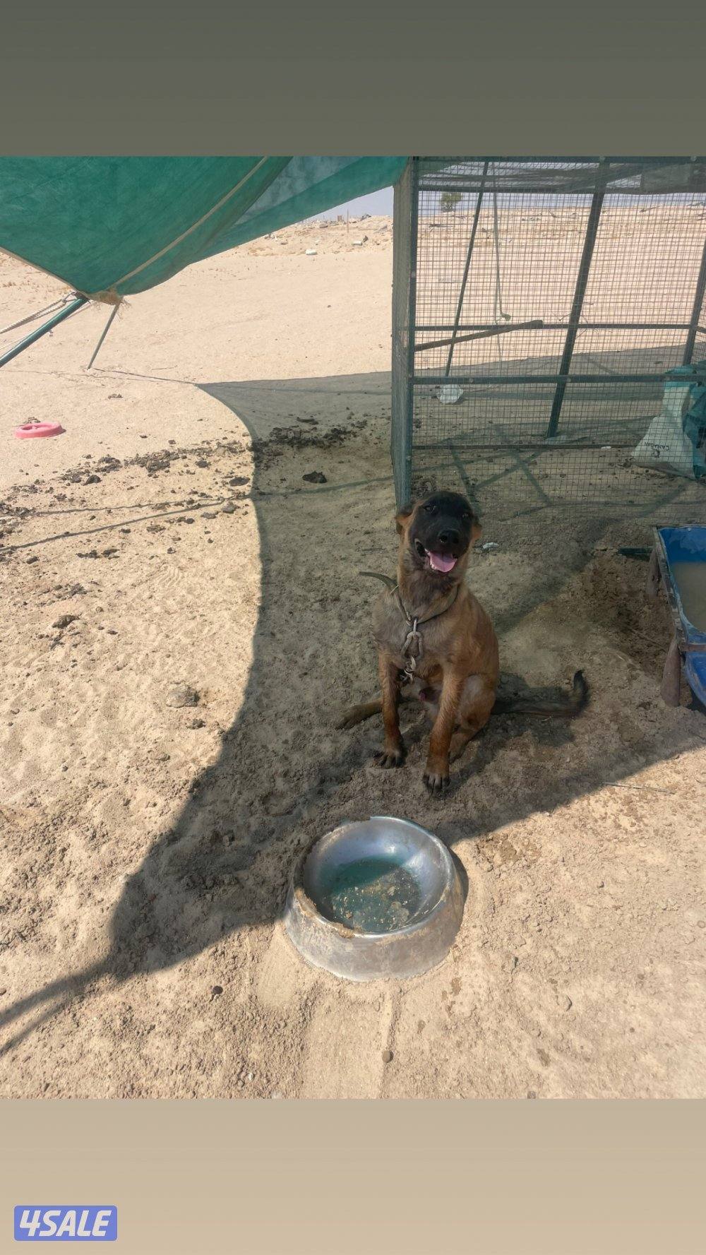 مالينو 8 شهور4