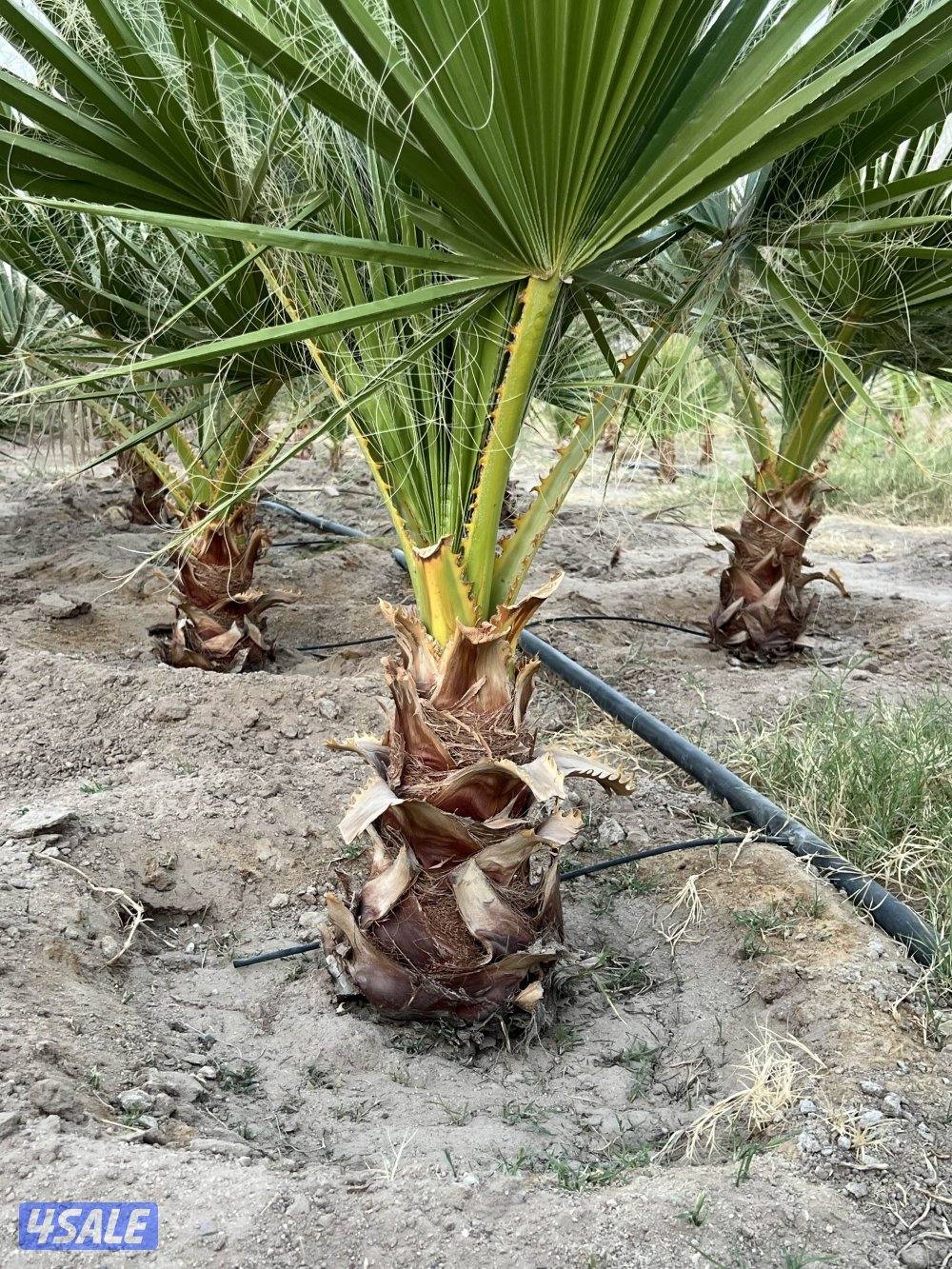 للبيع نخل واشنطونيا أمريكي نخب أول0