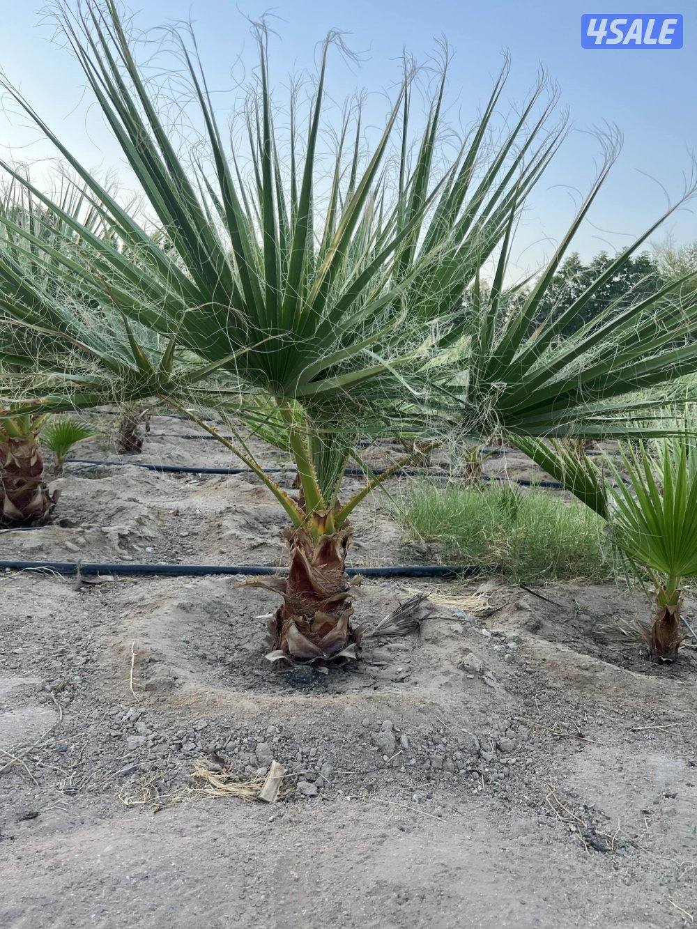 للبيع نخل واشنطونيا أمريكي نخب أول1