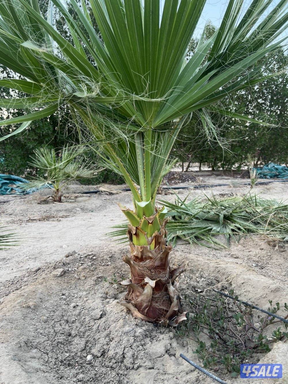 للبيع نخل واشنطونيا أمريكي نخب أول2