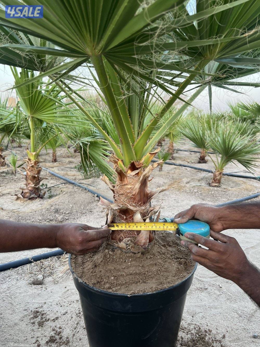 للبيع نخل واشنطونيا أمريكي نخب أول3