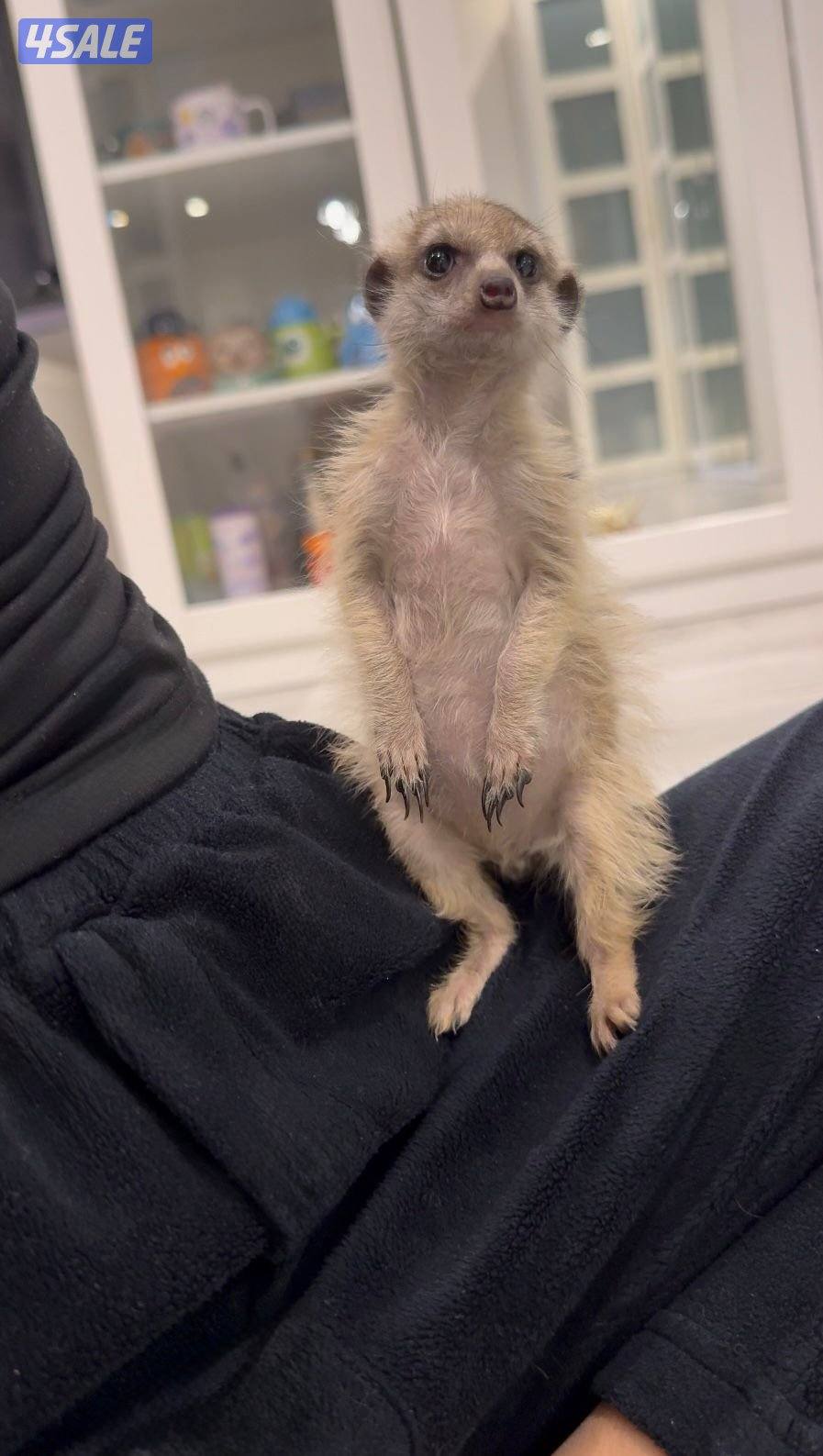 ميركات ( تيمون)  / العمر 5 شهور1