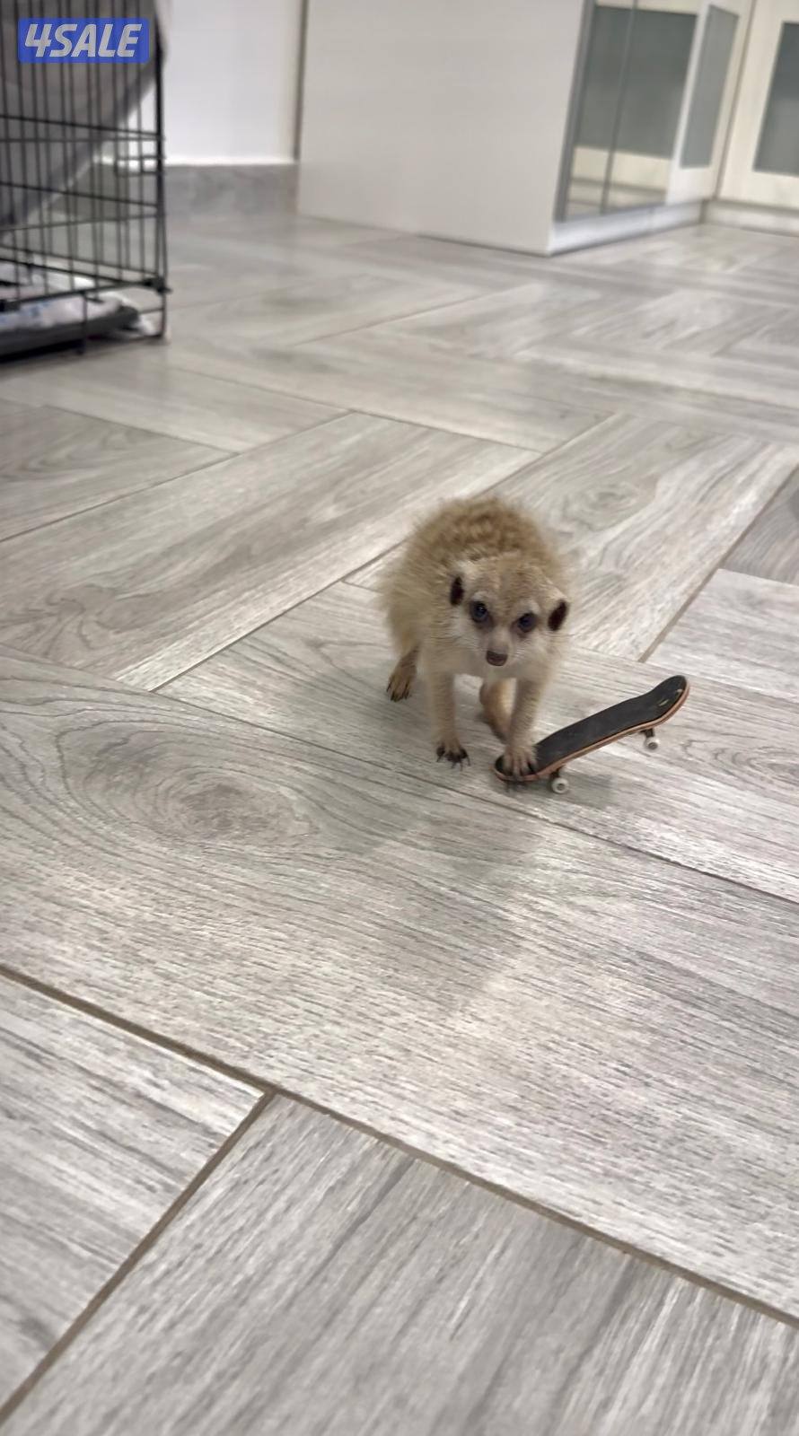 ميركات ( تيمون)  / العمر 5 شهور2